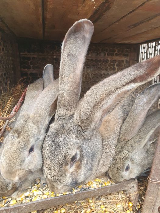 Iepuroi,iepuroaica,iepuri,Urias German,Rasă pura certificați cu tatuaj