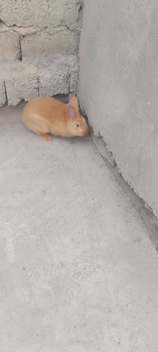 Кролик породы Рекс