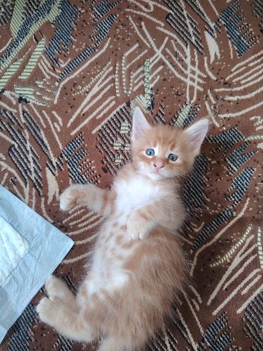Мейнкуны котята рыженькие