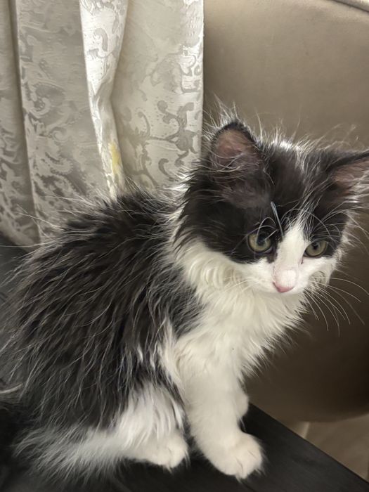 Котенок 4 месяца