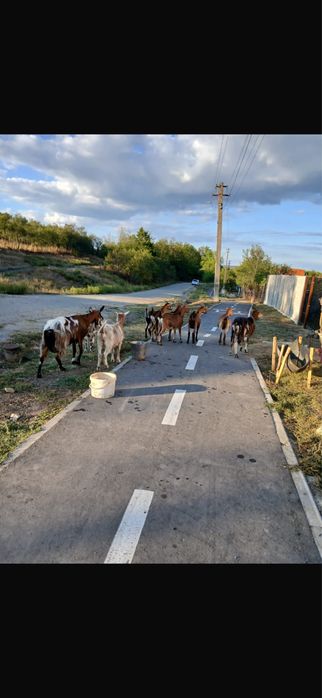 Vand urgent 9 capre si un țap