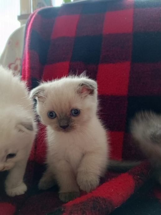 Британские котята