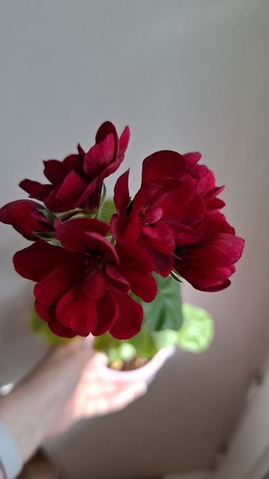 Укоренненые черенки герани и пеларгонии