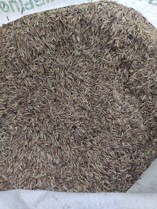 Продам семена костреца