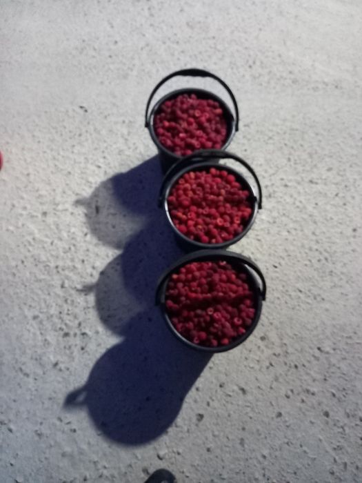 Малина малина malina