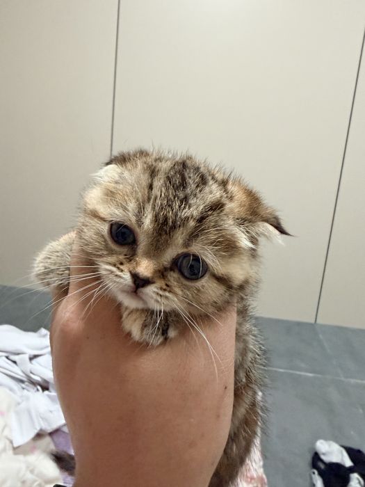 шотландская вислоухая кошка