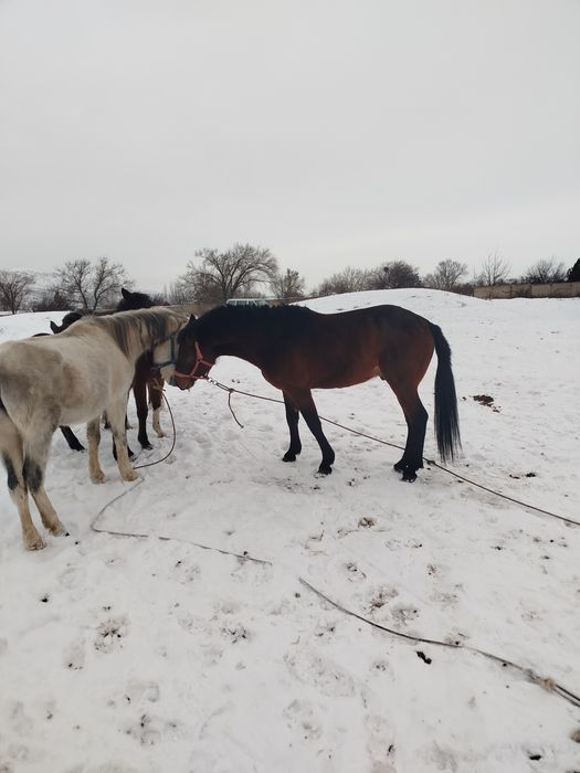 Жақсы айғыр сатылады