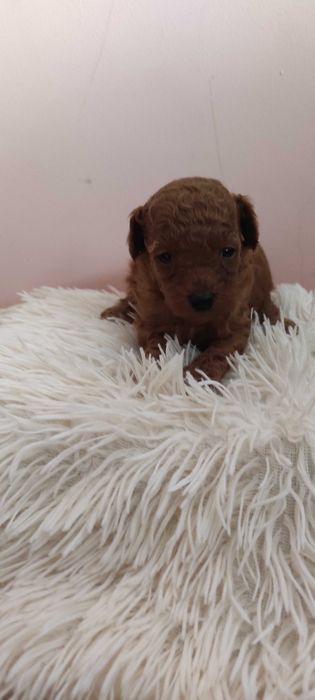pudel /poodle mini