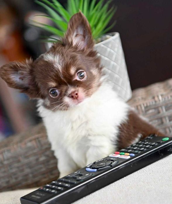 Мъжко дългокосместо мини чихуахуа бял шоколадов тен