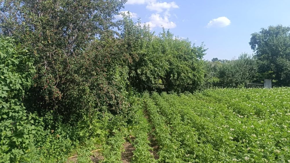 Сдам дачу сад Энтузиаст