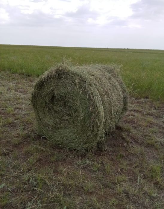 Продам сено житьняк