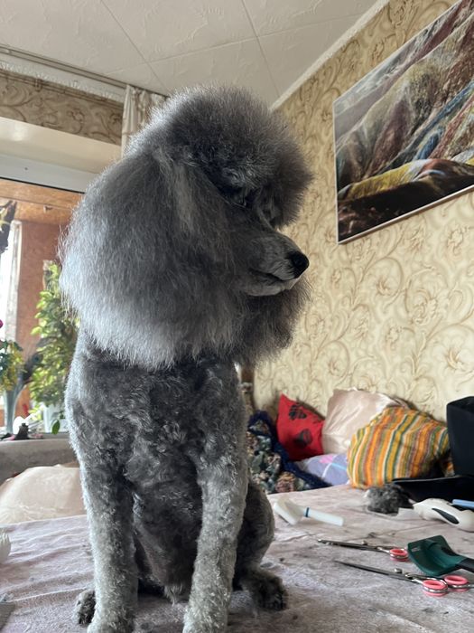 Груминг кошек и собак