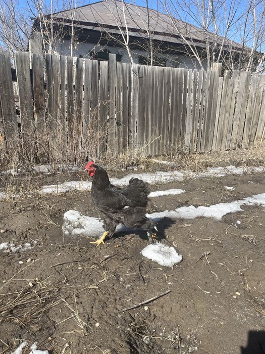 Петухи Брама черные