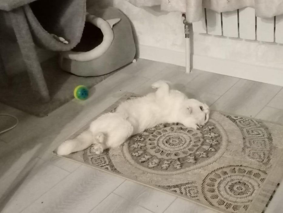 шотлански висалухий