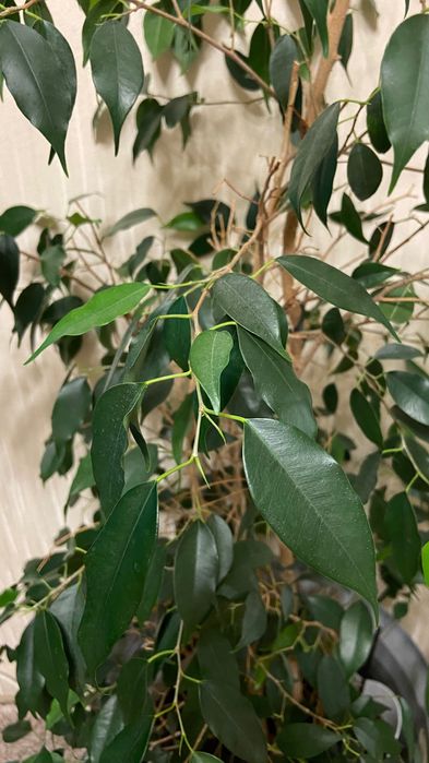 Продам фикус бенджамина.