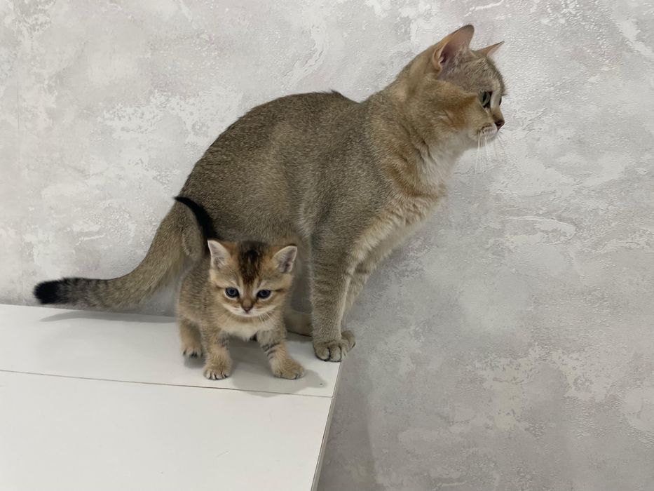 Шотландские шиншиллы