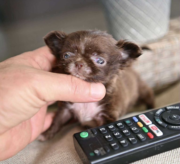 Женско миниатюрно чихуахуа дългокосместо шоколадово