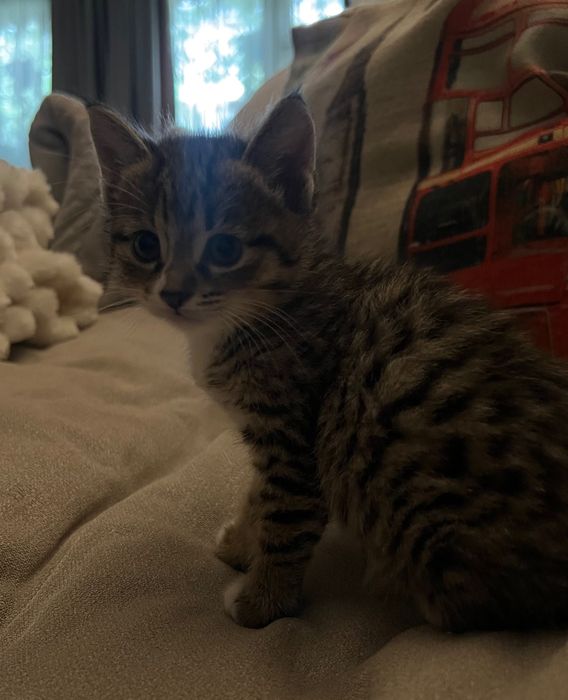 2 котенка в добрые руки