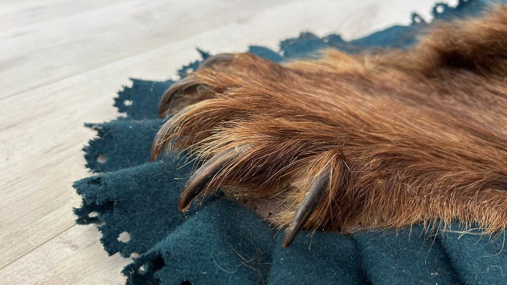 Trofeu covor blana urs