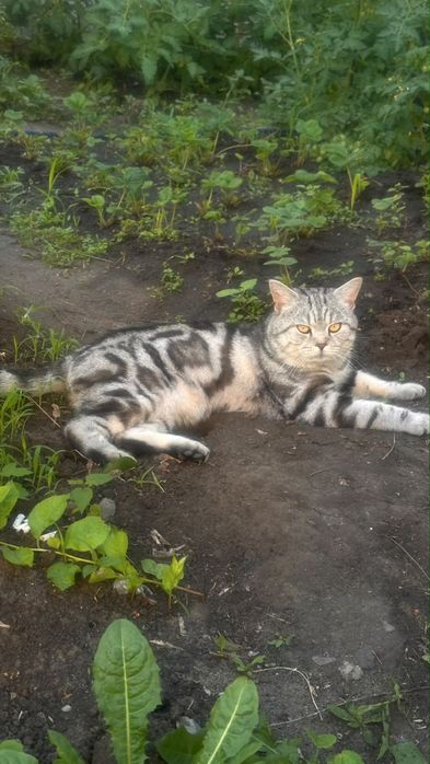 Котенок ищет новый дом
