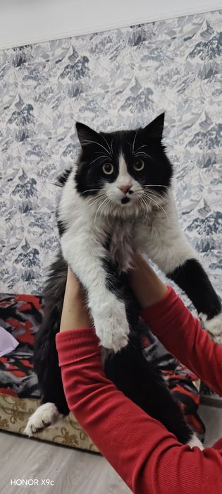 Пропал черно-белый кот