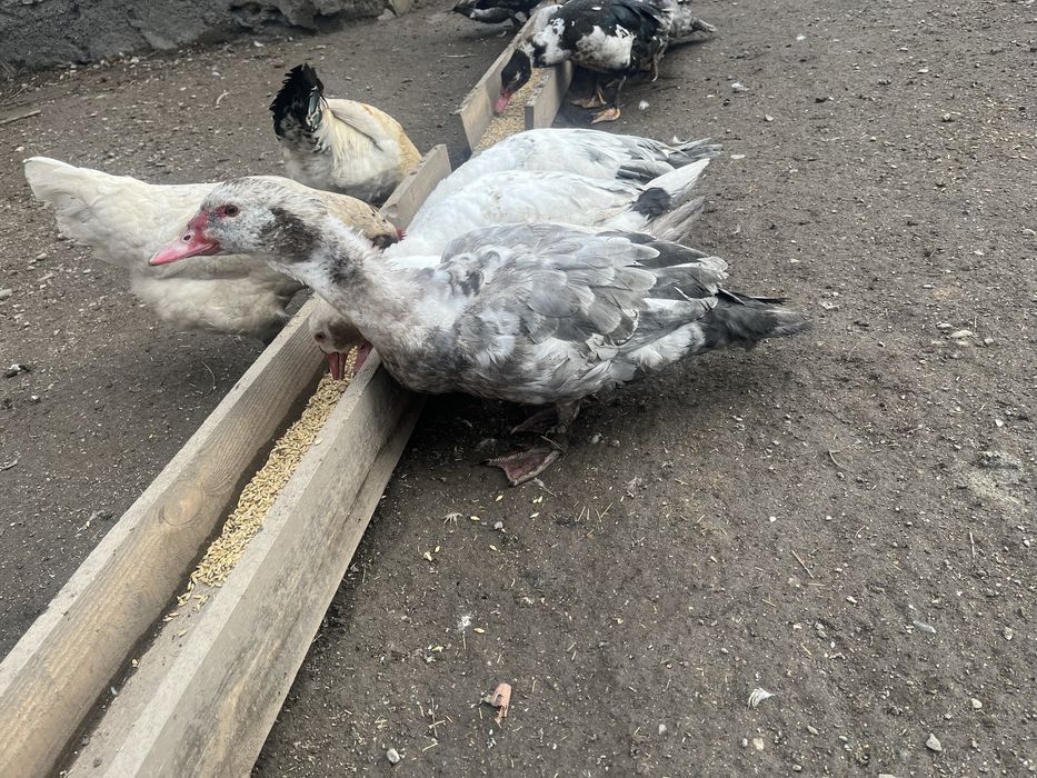 Шипуны самцы продам