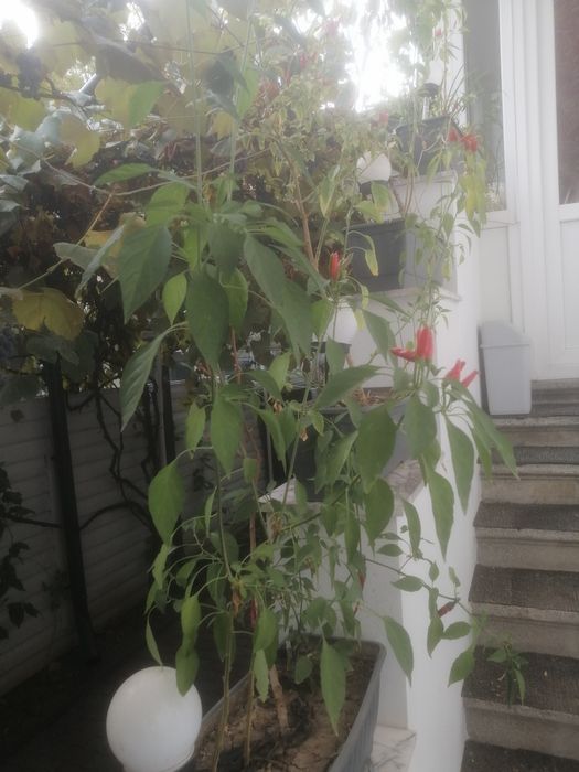 Ardei iute chilli în jardiniera