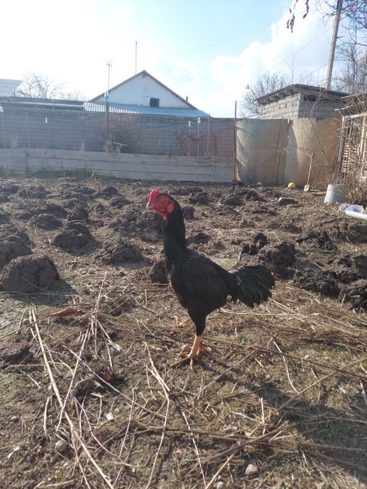 Дакан хуроз жужа