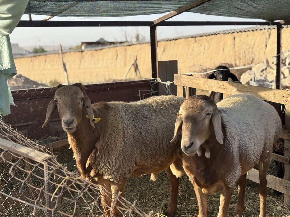 Қой Қошарлар сатылады