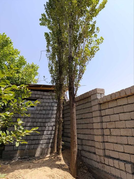 Продаю свою Дача в Навбахоре 6 соток