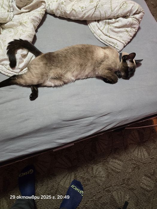 Продавам Сиамска котка