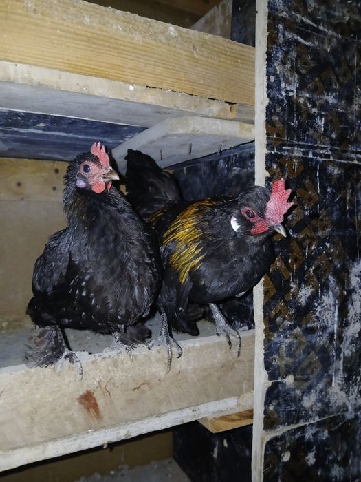 Gaini de tara, matase japoneza,paduane si pitici motati