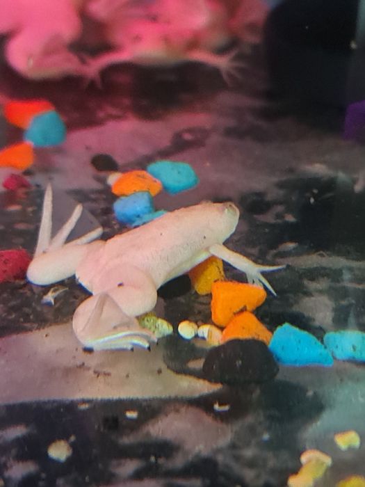 Лягушки шпорцевые