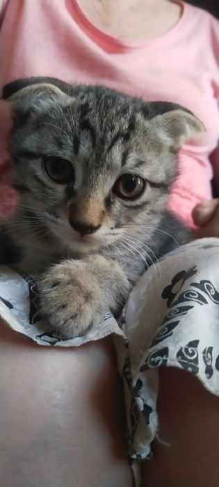 Котёнок вислоухий