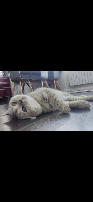 Кот чистый Британец