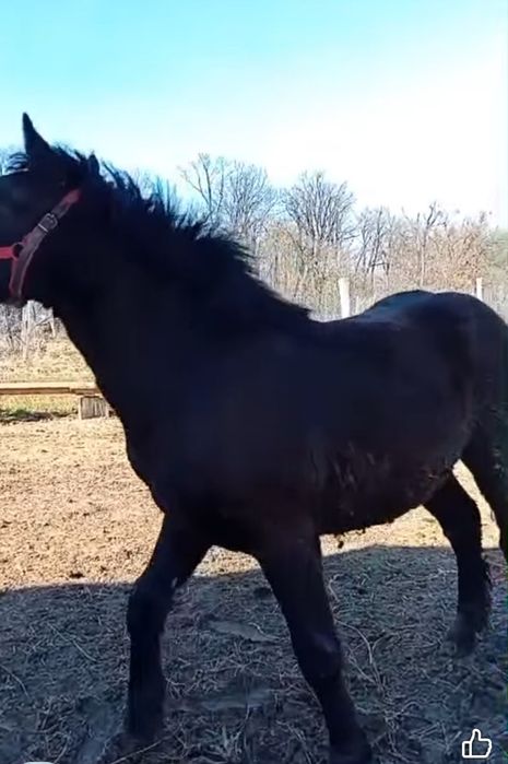 De vânzare mânză de 9 luni