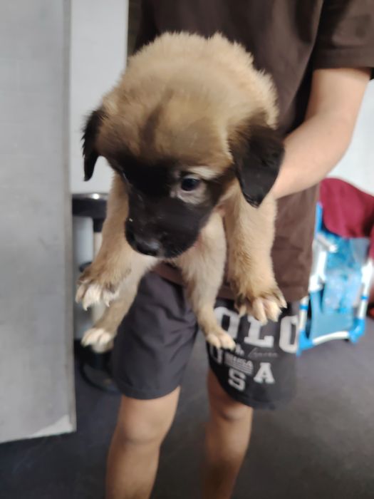 Здравствуйте отдам щинять в хорошие руки Бесплатно