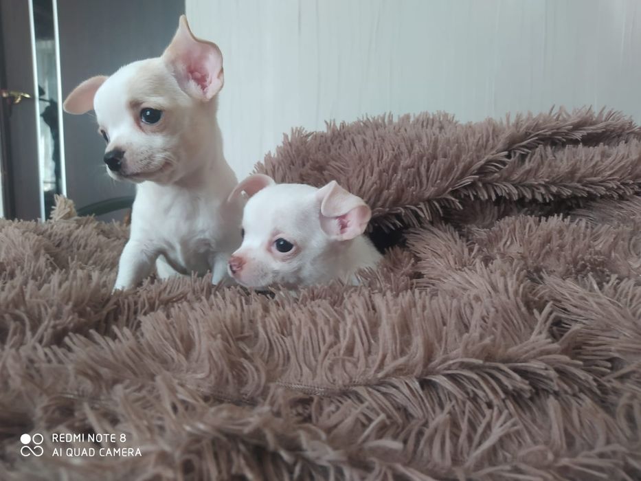 Продам элитных чихуашек!!!