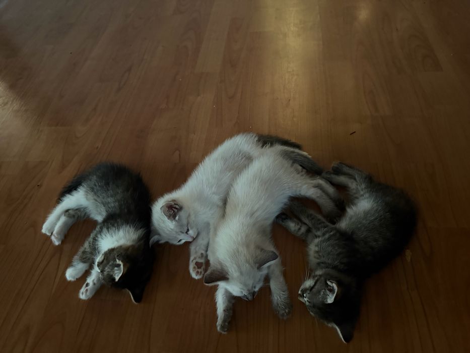 Котята милые умные 2 месяца