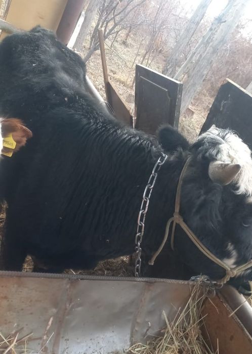 Бұқа сатылады, бұқа сатылады