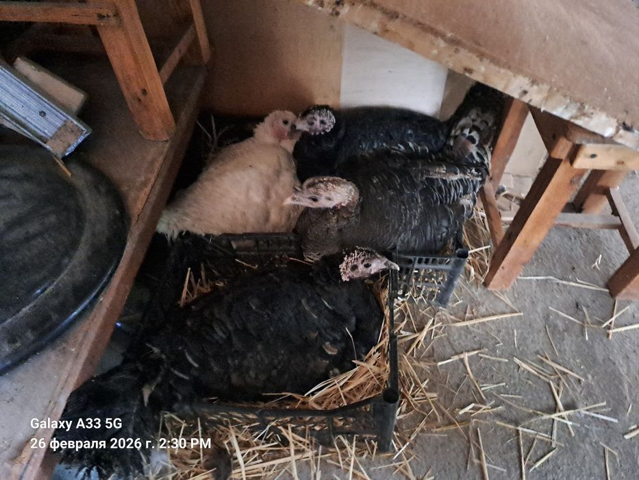 Курк куркалар сотилади