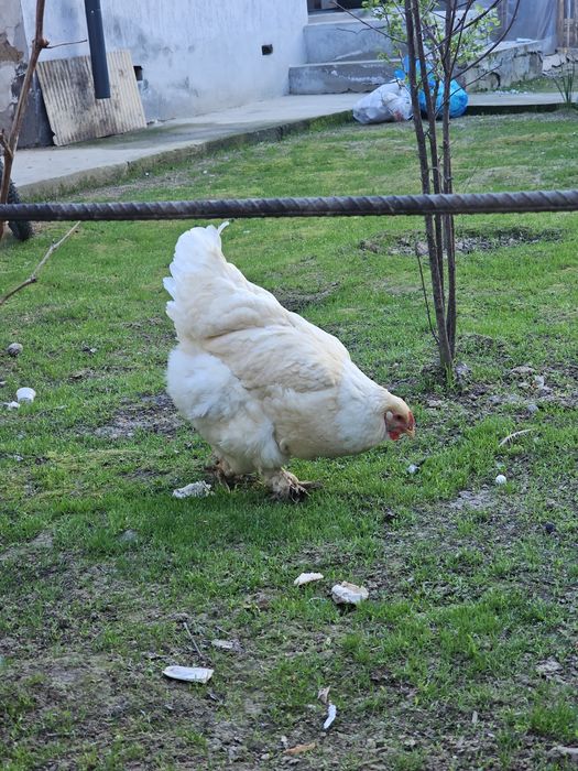 Brama tovuq sotiladi