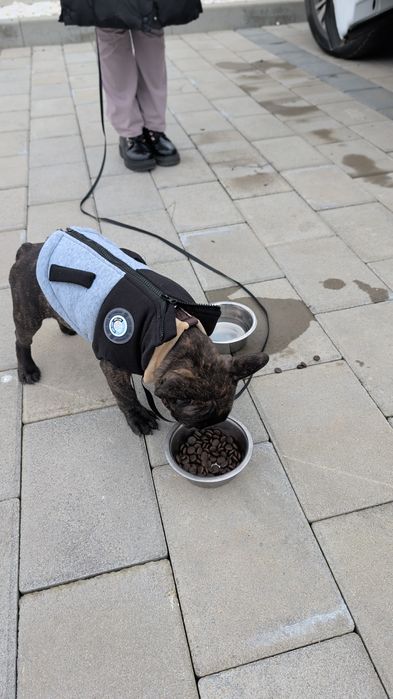 Buldog Francez Mascul