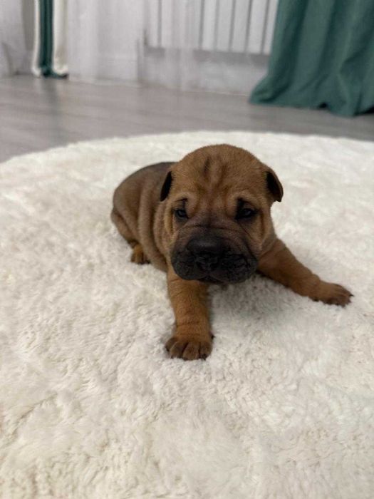 Продаются щенки шарпея!