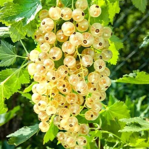 Arbusti Fructiferi (Coacaz Alb )