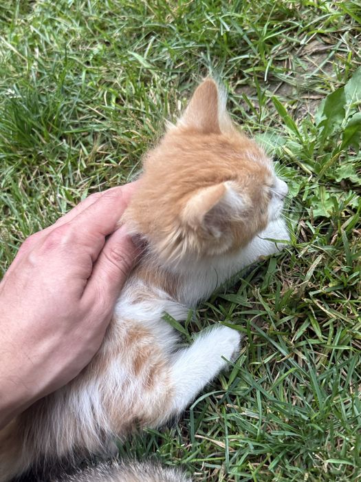Отдам даром котят