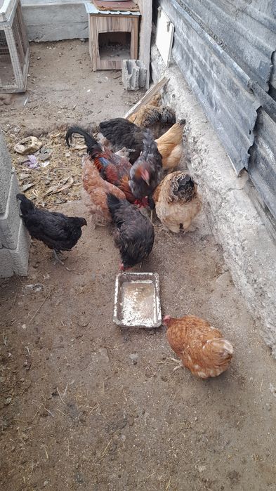 Қораз бен тауықтар сатылады