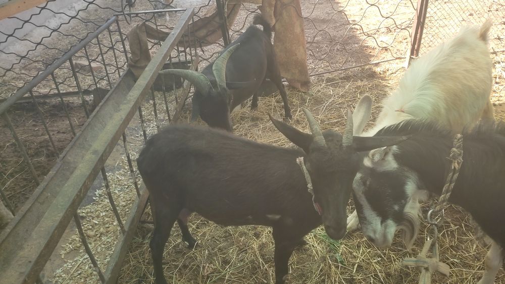 Мурсия ечкиси сотилади