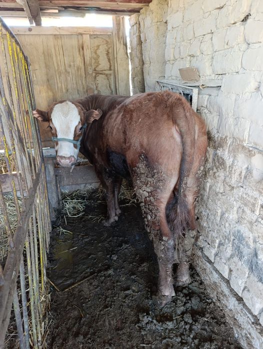 Бұкалар сатылымда