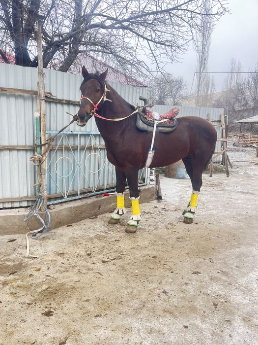 Үйірге ат сатылады